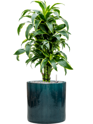 Dracaena fragrans 'Dorado' en Cylinder