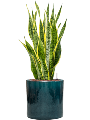 Sansevieria trifasciata 'Laurentii' en Cylinder