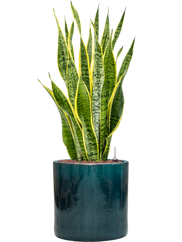 Sansevieria trifasciata 'Laurentii' en Cylinder, Ter Steege