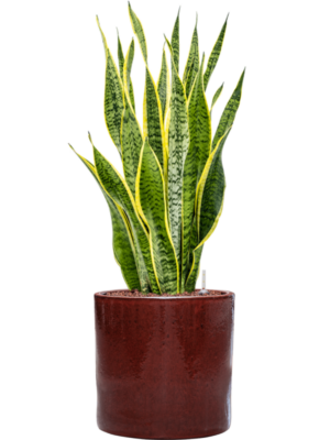 Sansevieria trifasciata 'Laurentii' en Cylinder