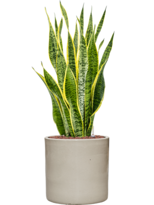 Sansevieria trifasciata 'Laurentii' en Cylinder