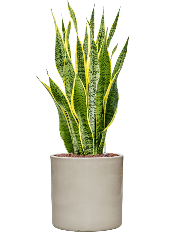 Sansevieria trifasciata 'Laurentii' en Cylinder, Ter Steege