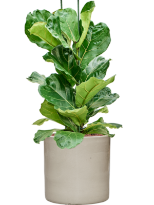 Ficus lyrata en Cylinder