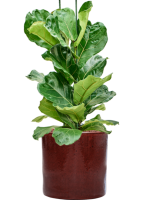 Ficus lyrata en Cylinder