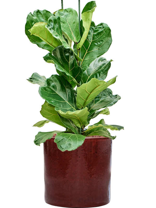 Ficus lyrata en Cylinder, Ter Steege