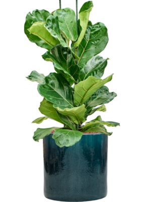 Ficus lyrata en Cylinder