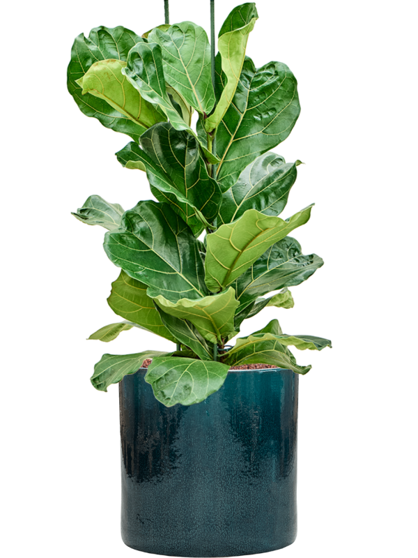 Ficus lyrata en Cylinder, Ter Steege