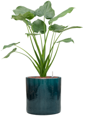Alocasia cucullata en Cylinder