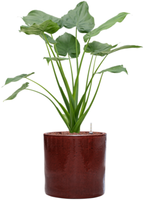 Alocasia cucullata en Cylinder