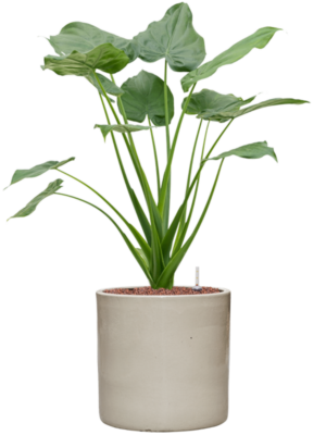 Alocasia cucullata en Cylinder