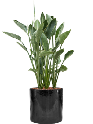 Strelitzia reginae en Cylinder