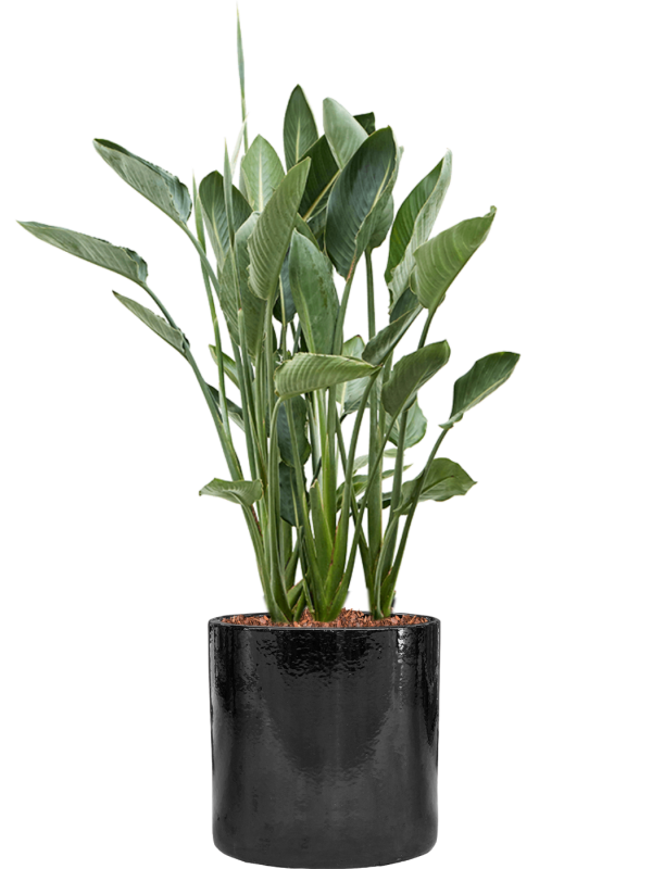Strelitzia reginae en Cylinder, Ter Steege