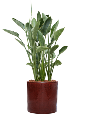 Strelitzia reginae en Cylinder