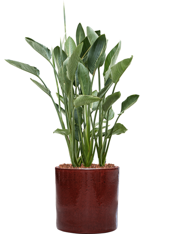 Strelitzia reginae en Cylinder, Ter Steege