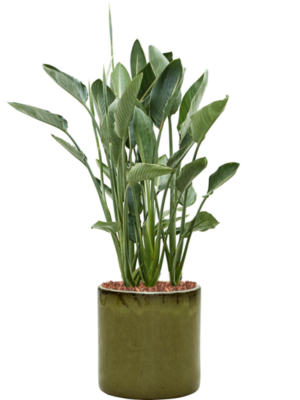 Strelitzia reginae en Cylinder