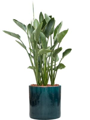 Strelitzia reginae en Cylinder