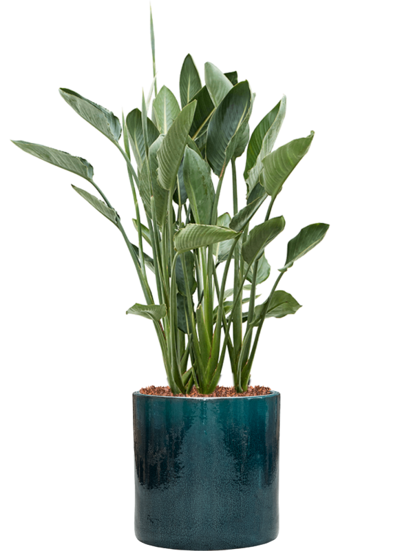 Strelitzia reginae en Cylinder, Ter Steege