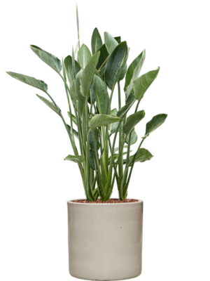 Strelitzia reginae en Cylinder