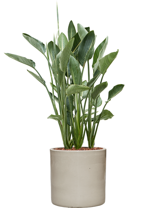 Strelitzia reginae en Cylinder, Ter Steege