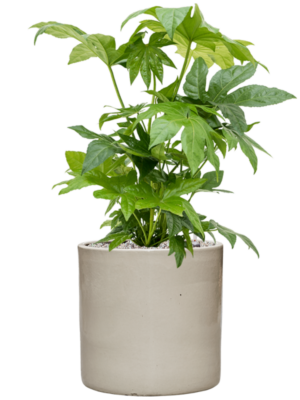 Fatsia japonica en Cylinder
