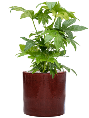 Fatsia japonica en Cylinder