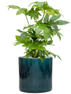 Fatsia japonica en Cylinder