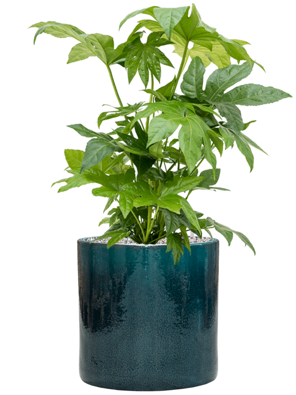 Fatsia japonica en Cylinder, Ter Steege