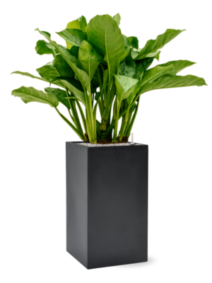 Aglaonema 'Freedman' en Baq Basic