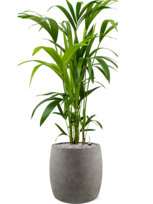 Kentia (Howea) forsteriana en Grigio