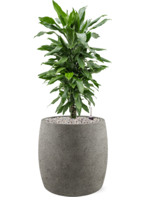 Dracaena fragrans 'Janet Lind' en Grigio
