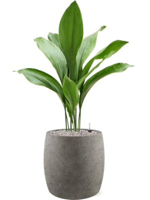 Aspidistra elatior en Grigio