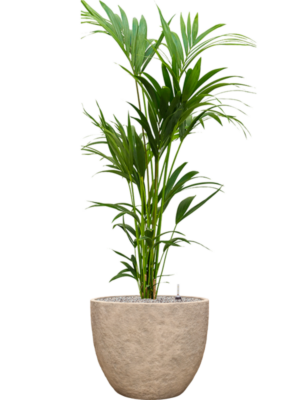 Kentia (Howea) forsteriana en Coast Mountains