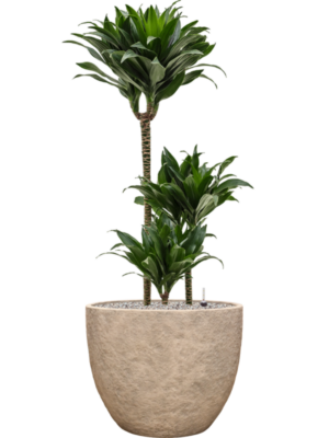 Dracaena fragrans 'Compacta' en Coast Mountains