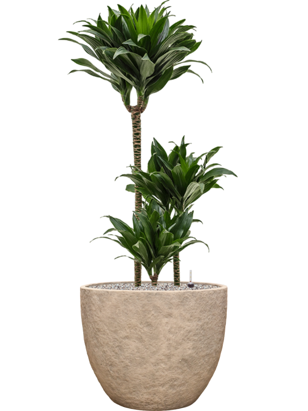 Dracaena fragrans 'Compacta' en Coast Mountains, Private Label