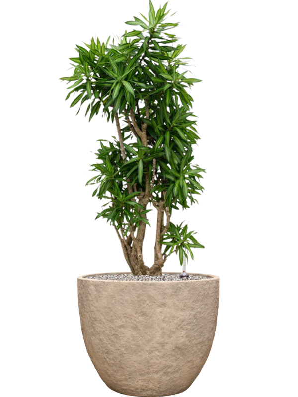 Pleomele reflexa 'Song of Jamaica' en Coast Mountains, Private label