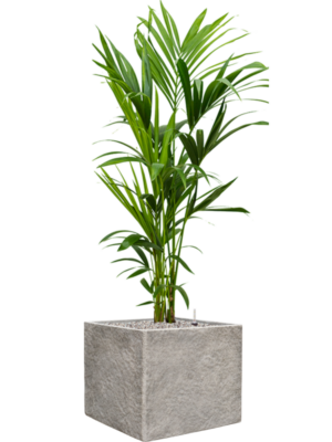 Kentia (Howea) forsteriana en Coast Mountains