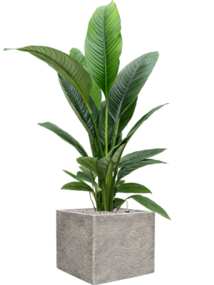 Spathiphyllum 'Sensation' en Coast Mountains