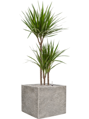 Dracaena marginata en Coast Mountains