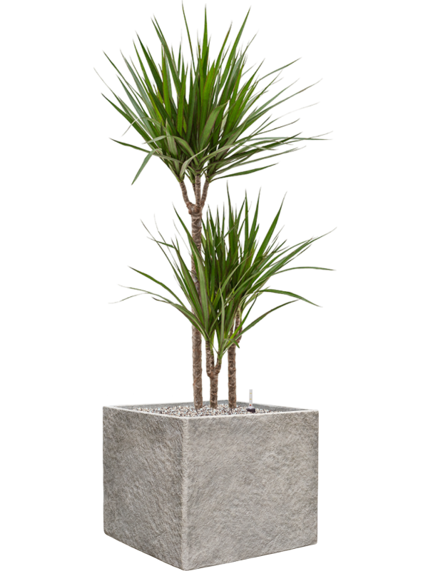 Dracaena marginata en Coast Mountains, Private label