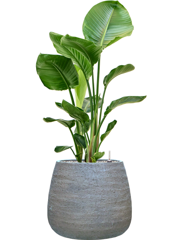 Strelitzia nicolai en Dolomites, Private label