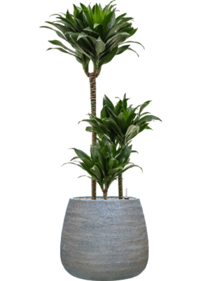 Dracaena fragrans 'Compacta' en Dolomites