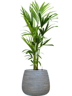 Kentia (Howea) forsteriana en Dolomites