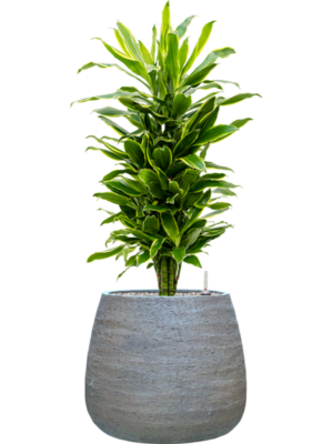 Dracaena fragrans 'Golden Coast' en Dolomites