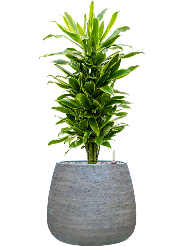 Dracaena fragrans 'Golden Coast' en Dolomites, Private label