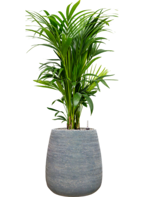 Kentia (Howea) forsteriana en Dolomites