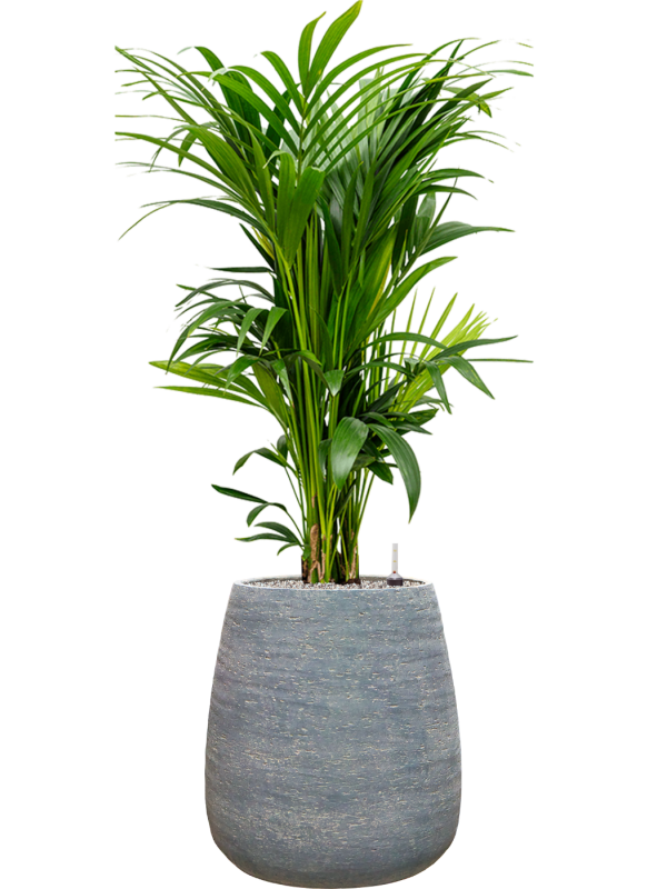 Kentia (Howea) forsteriana en Dolomites, Private label