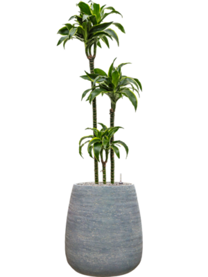 Dracaena fragrans 'Dorado' en Dolomites