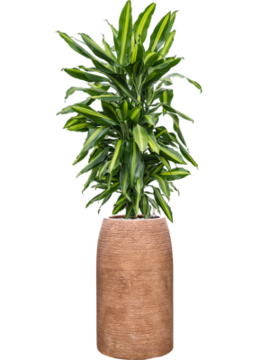 Dracaena fragrans 'Cintho' en Colorado