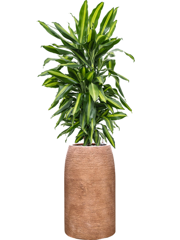 Dracaena fragrans 'Cintho' en Colorado, Private label