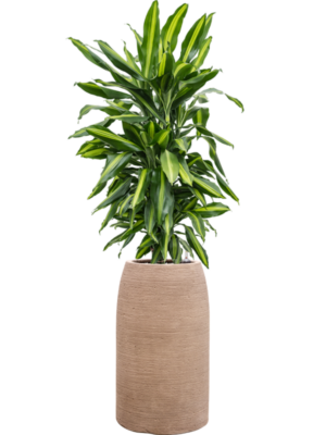 Dracaena fragrans 'Cintho' en Colorado